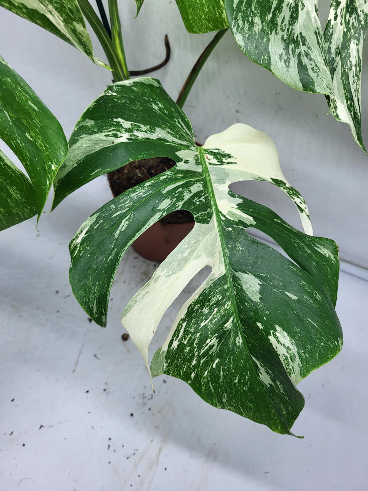 Monstera Variegata (zum aussuchen)