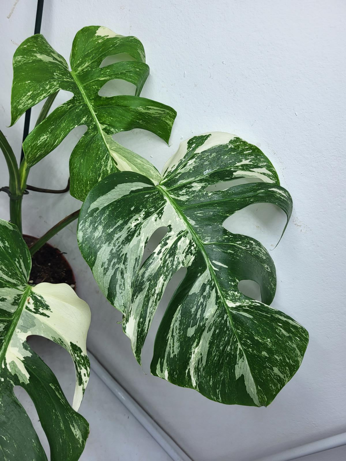 Monstera Variegata (zum aussuchen)