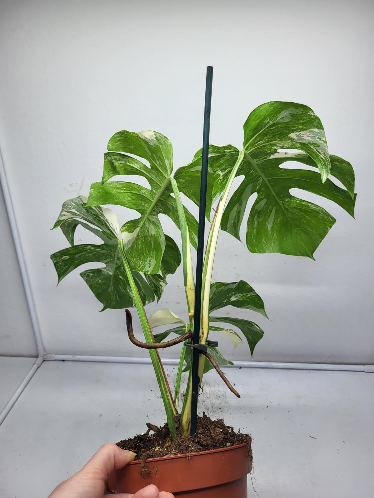 Monstera Variegata (zum aussuchen)