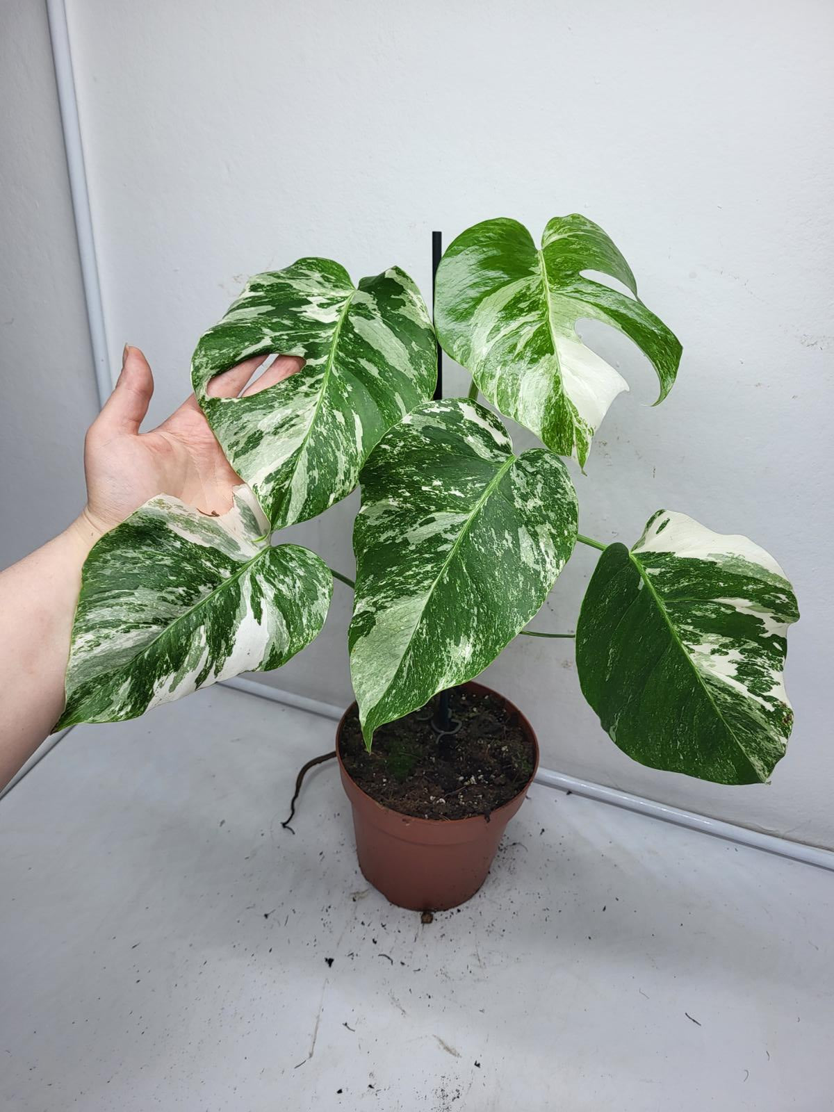 Monstera Variegata (zum aussuchen)