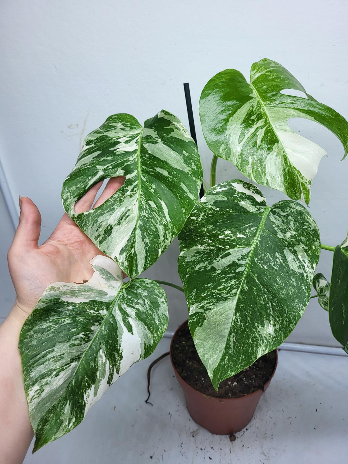 Monstera Variegata (zum aussuchen)