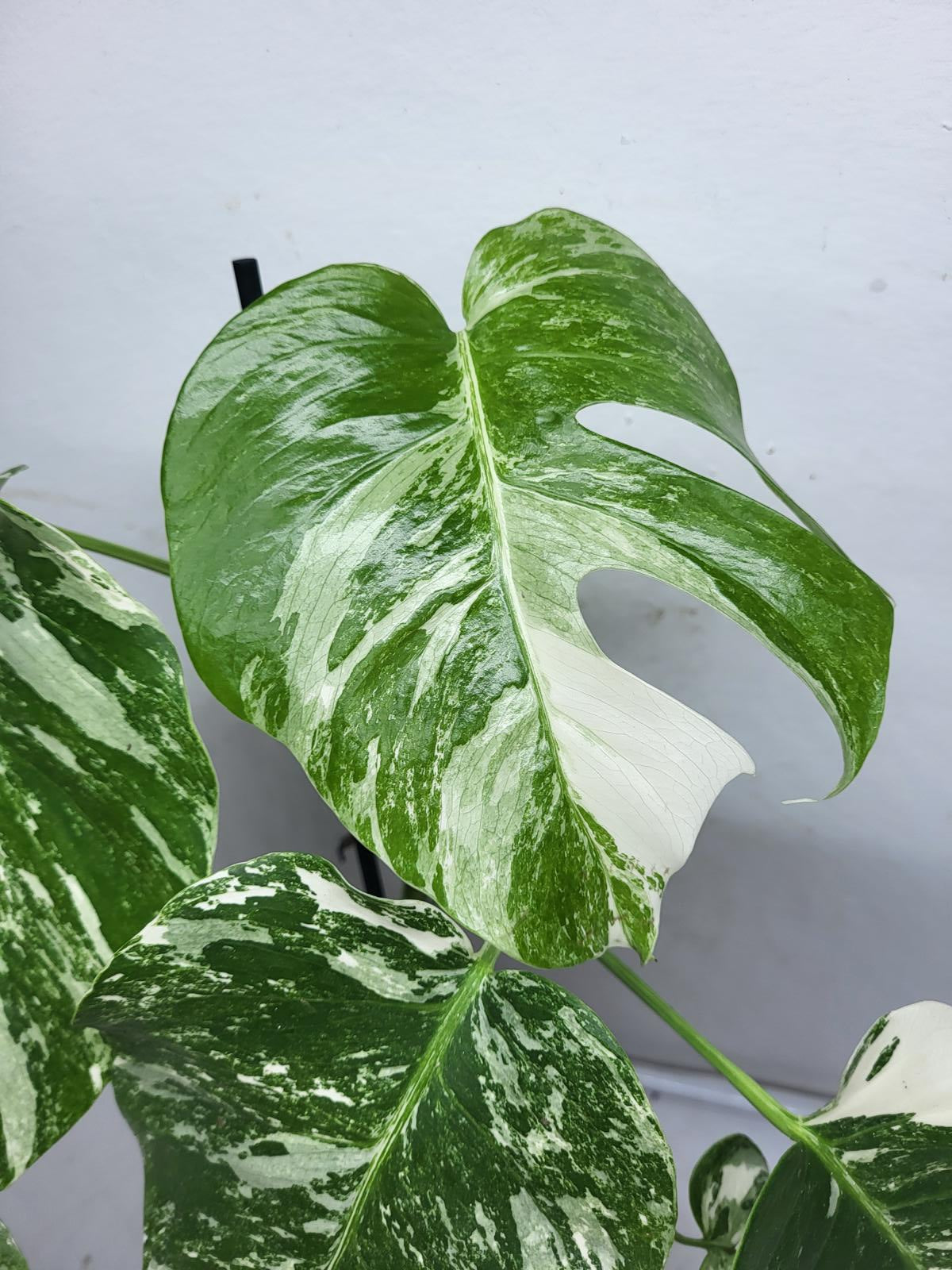 Monstera Variegata (zum aussuchen)