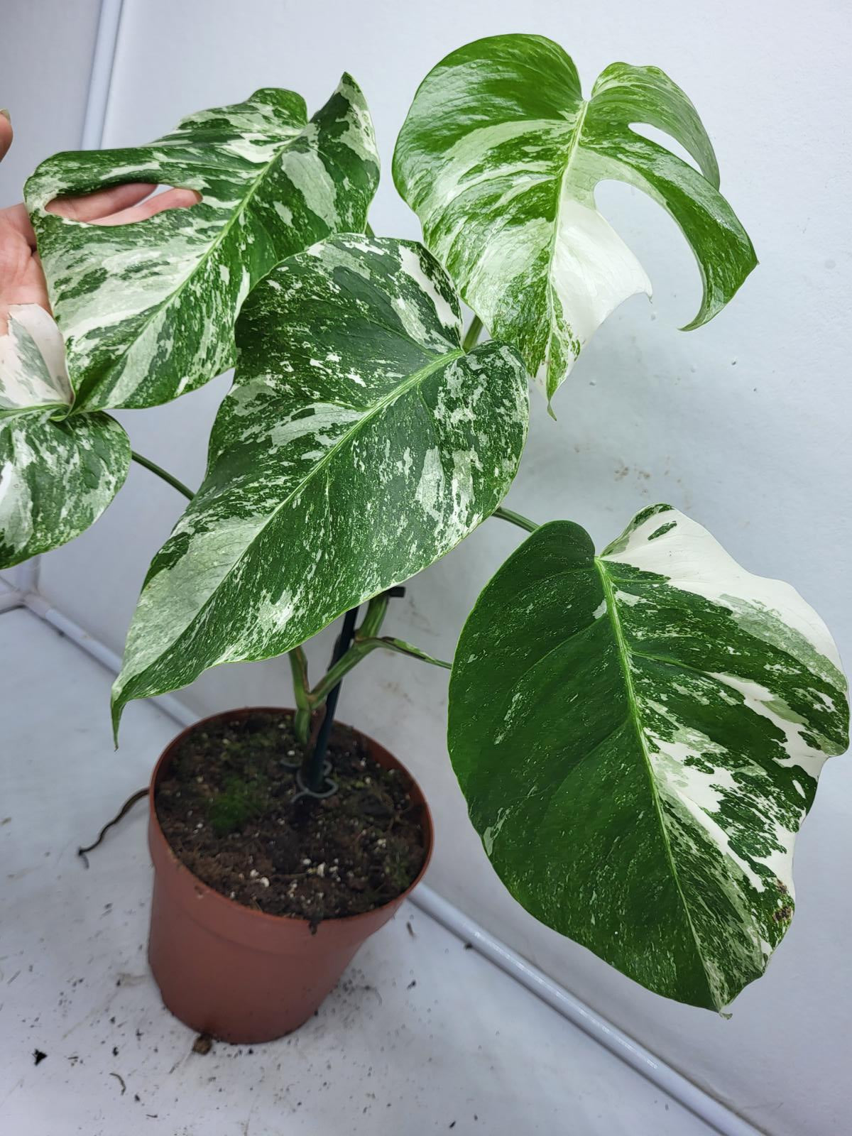 Monstera Variegata (zum aussuchen)