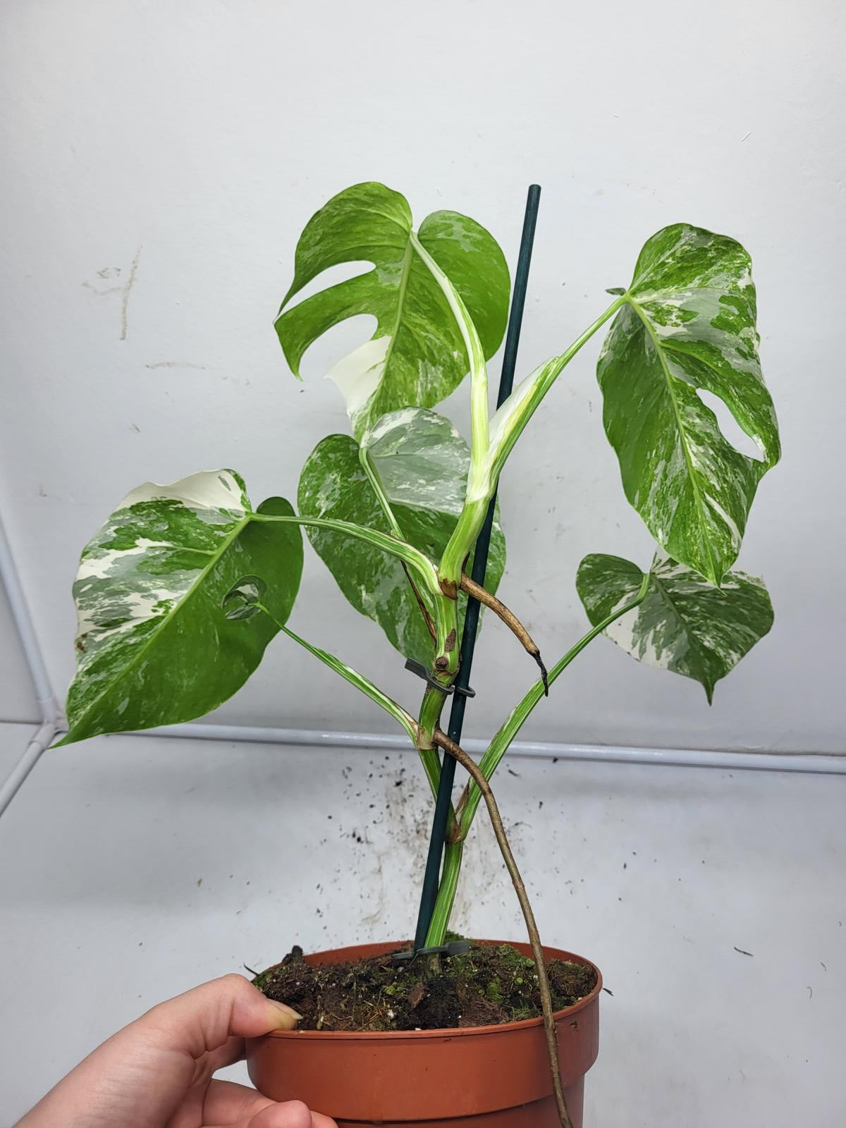 Monstera Variegata (zum aussuchen)