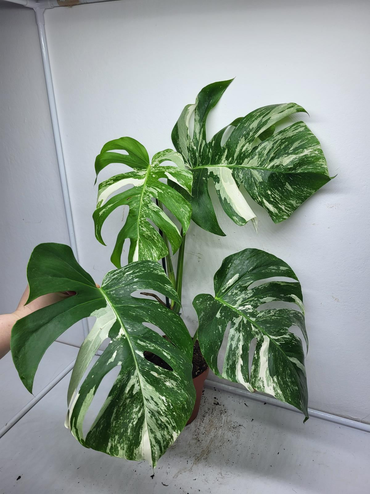 Monstera Variegata (zum aussuchen)