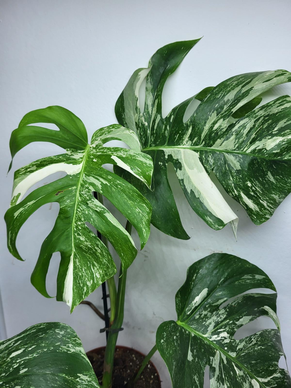 Monstera Variegata (zum aussuchen)