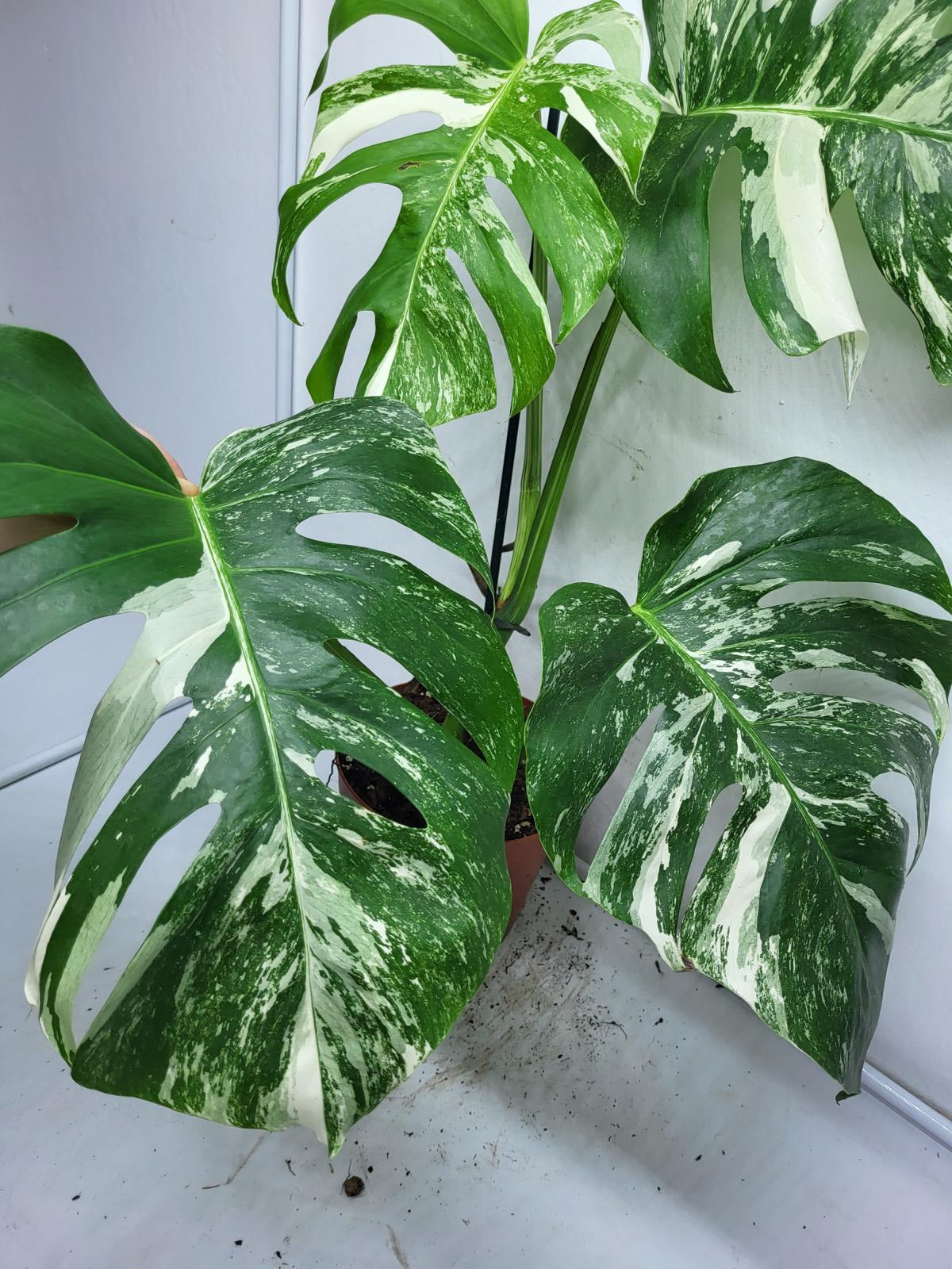 Monstera Variegata (zum aussuchen)