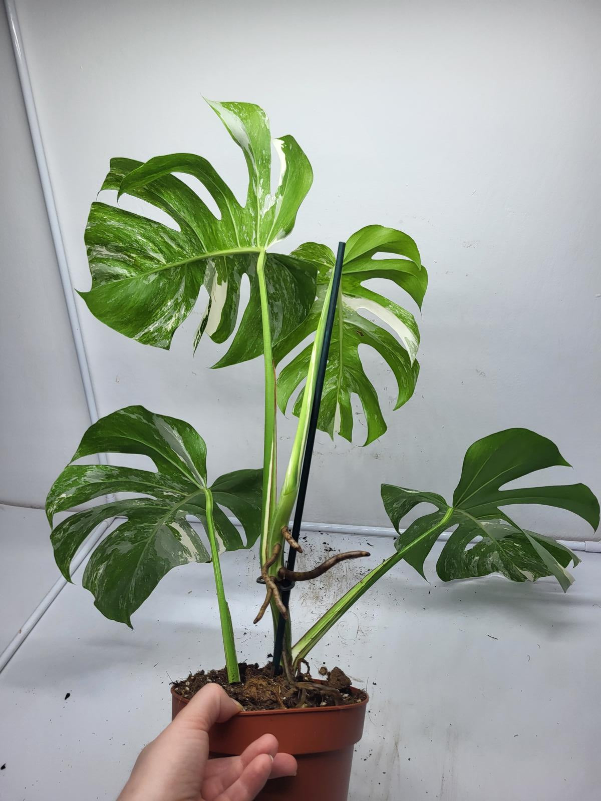 Monstera Variegata (zum aussuchen)