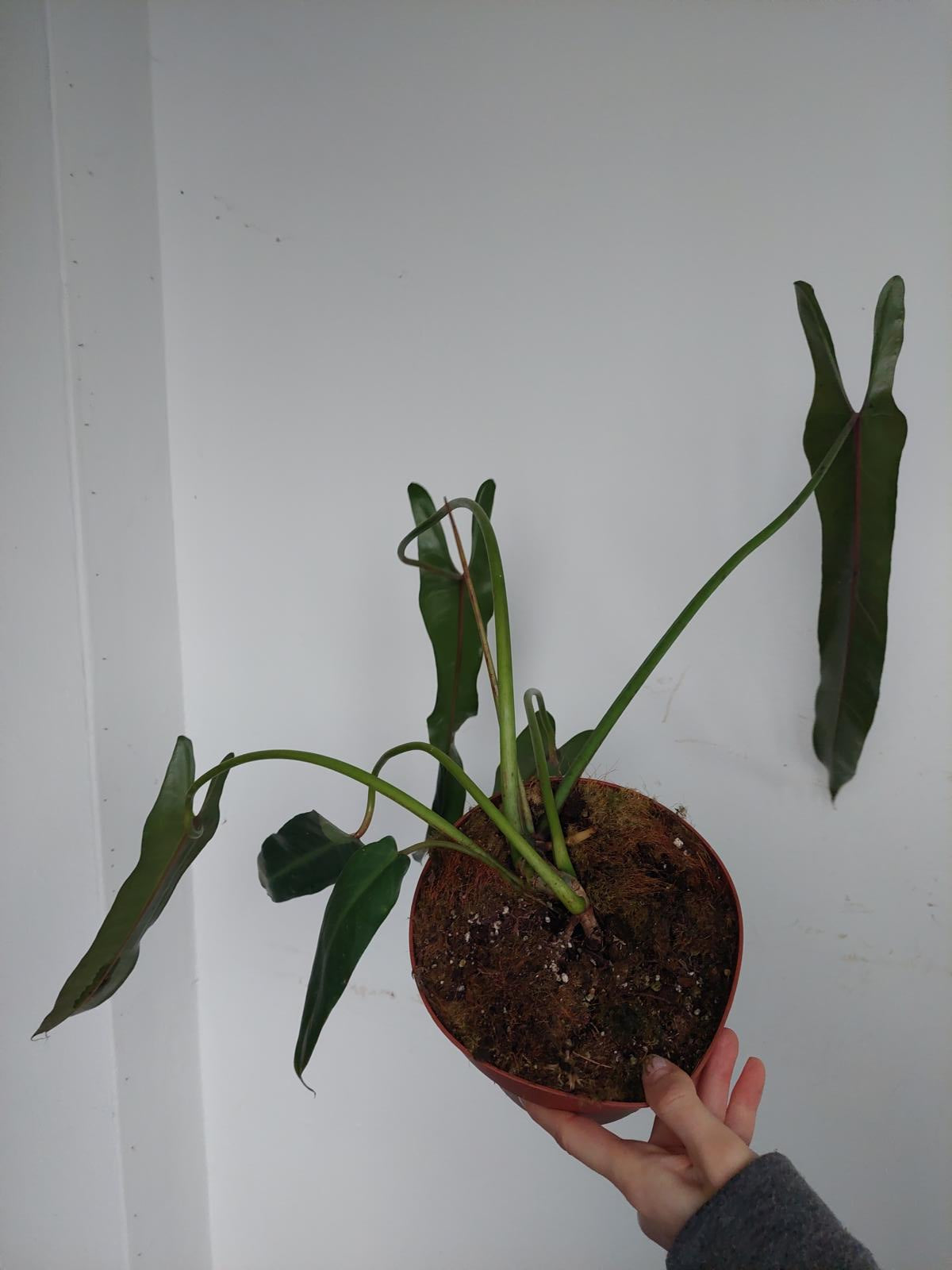 Philodendron Spiritus Sancti Adult