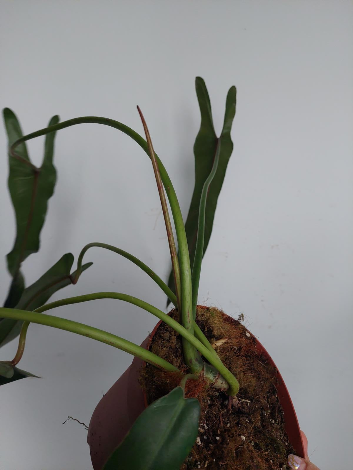 Philodendron Spiritus Sancti Adult