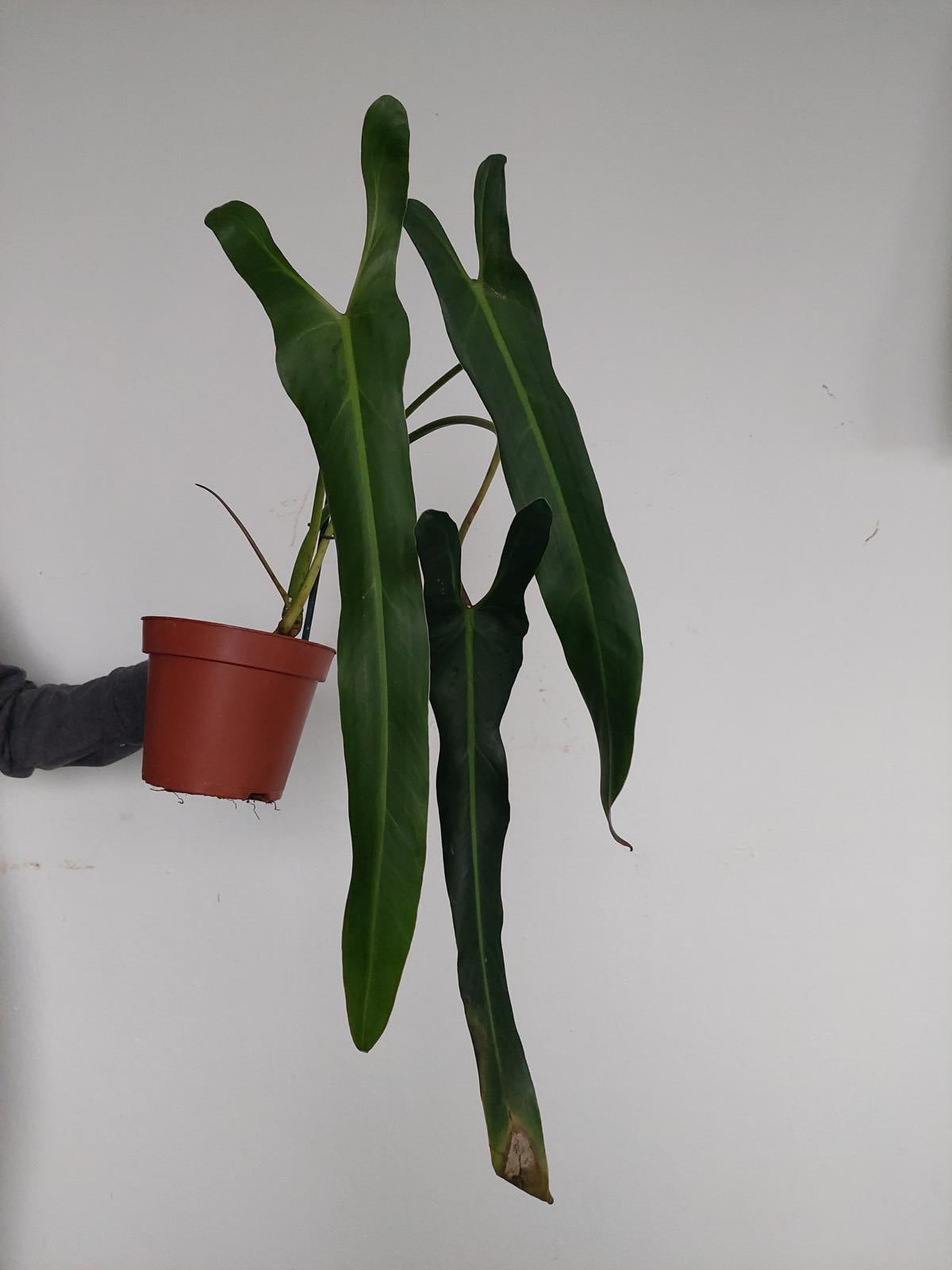 Philodendron Spiritus Sancti Adult