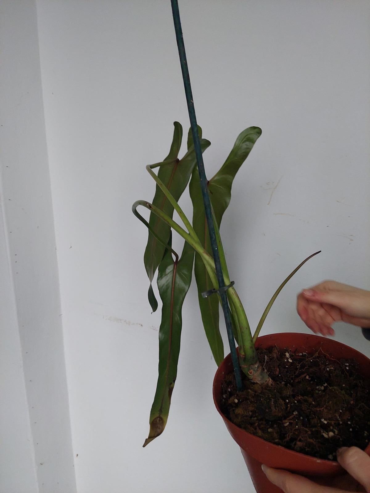 Philodendron Spiritus Sancti Adult