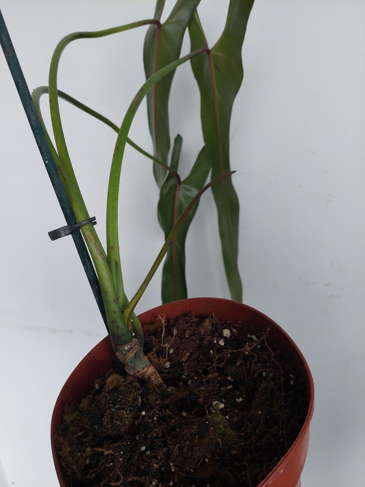 Philodendron Spiritus Sancti Adult