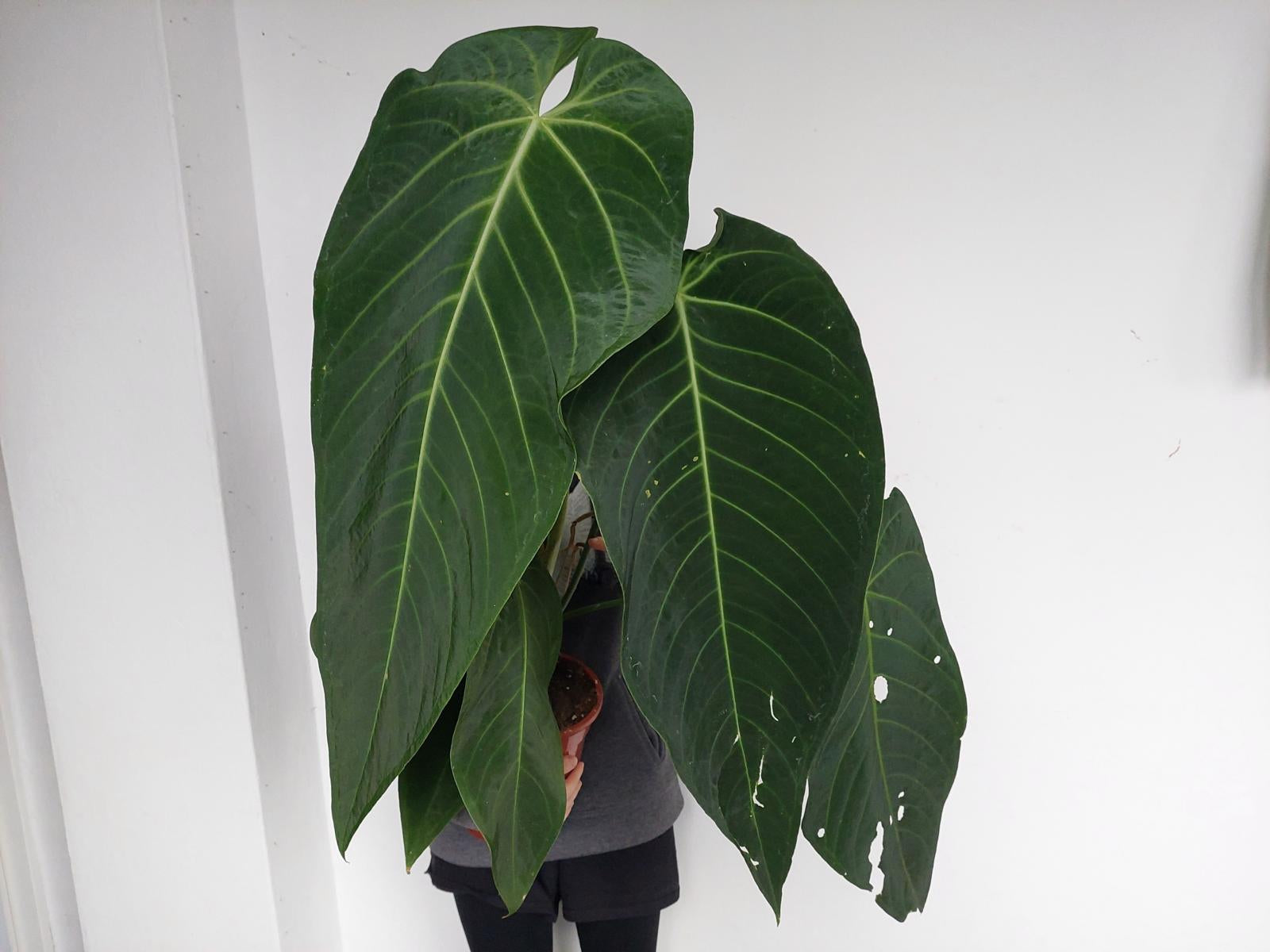 Anthurium Warocqueanum Hybrid groß