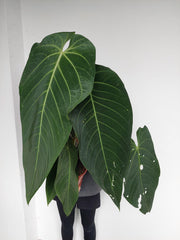 Anthurium Warocqueanum Hybrid groß