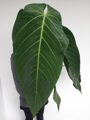 Anthurium Warocqueanum Hybrid groß