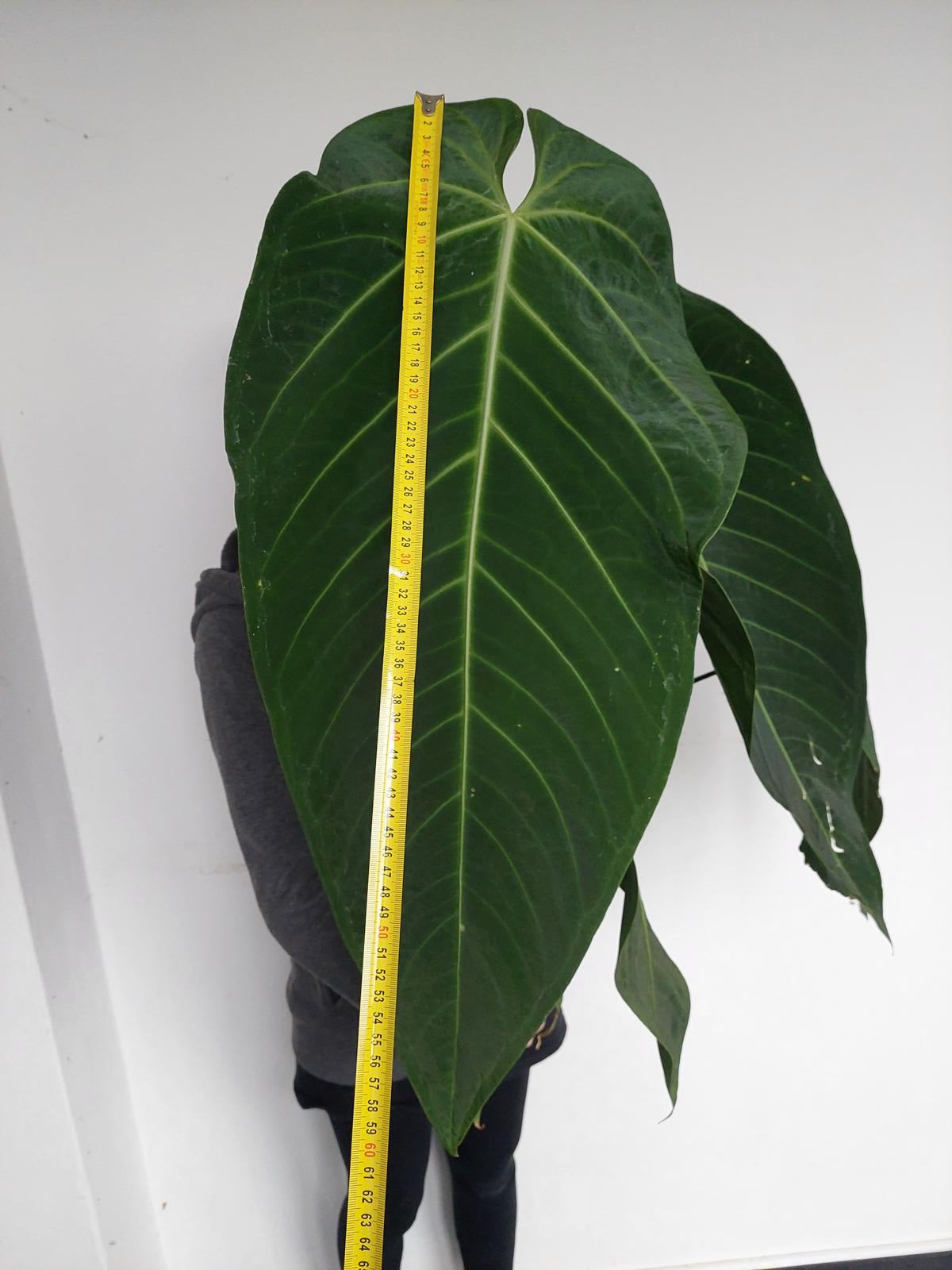 Anthurium Warocqueanum Hybrid groß