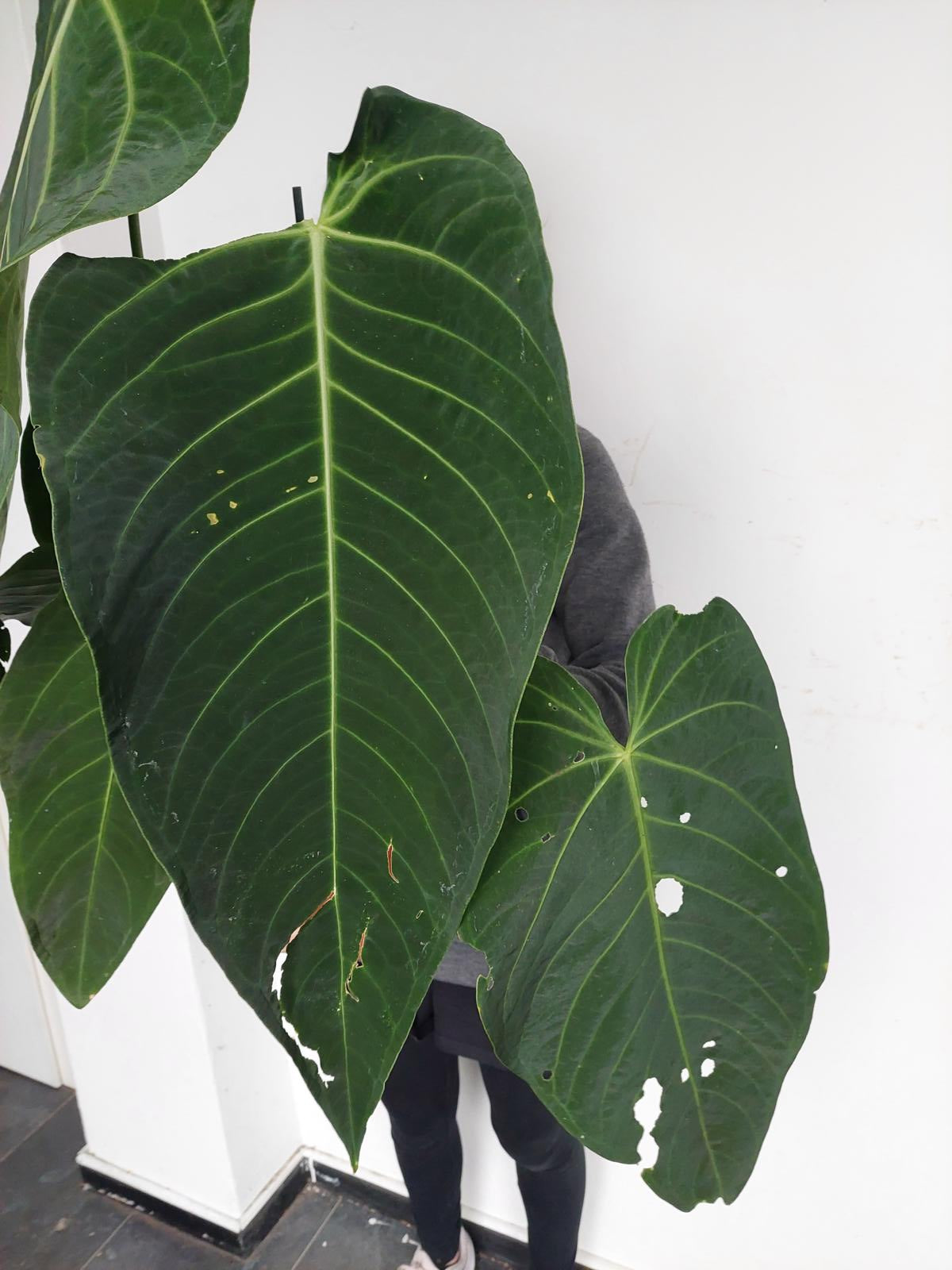 Anthurium Warocqueanum Hybrid groß