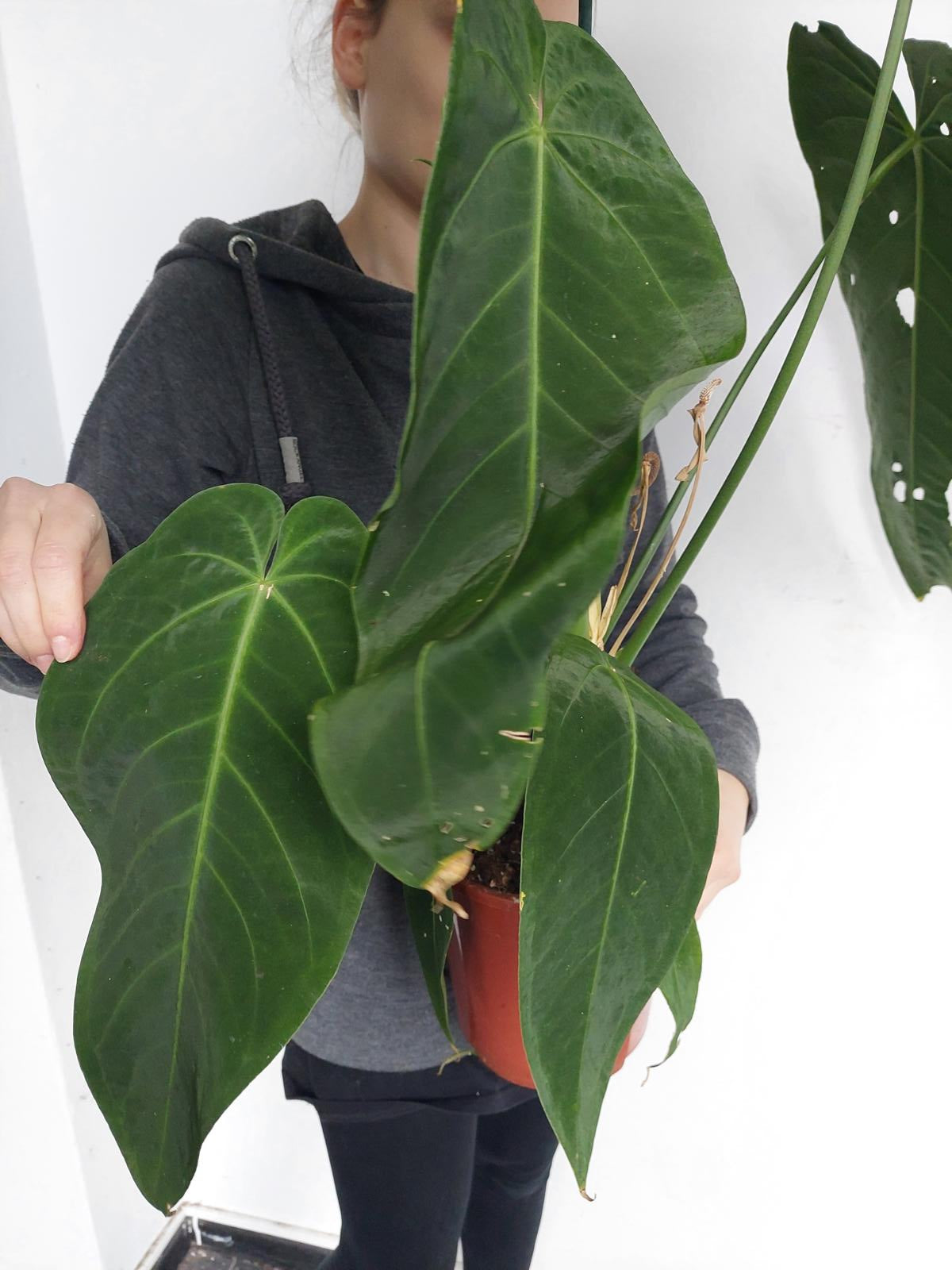 Anthurium Warocqueanum Hybrid groß