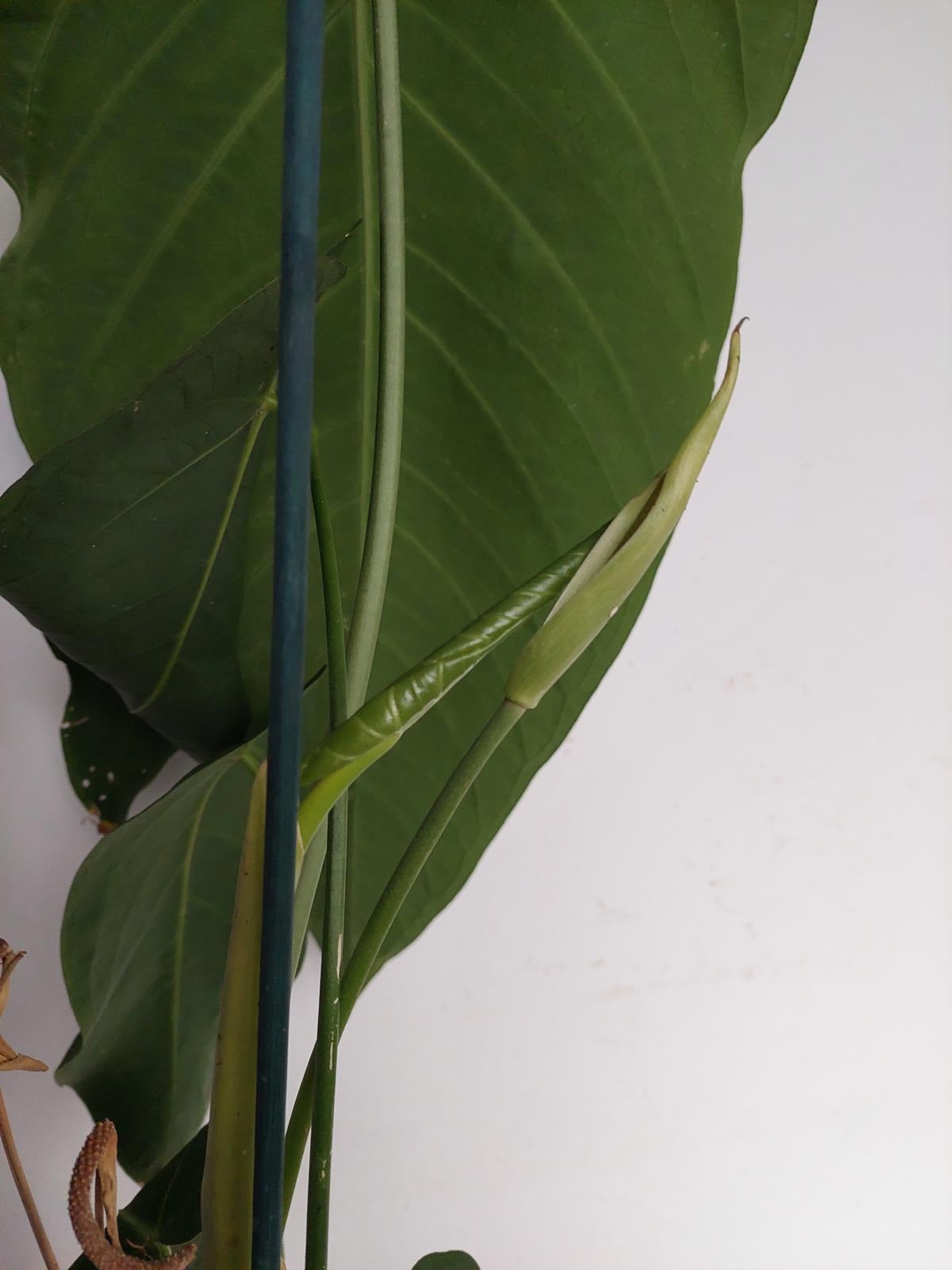 Anthurium Warocqueanum Hybrid groß