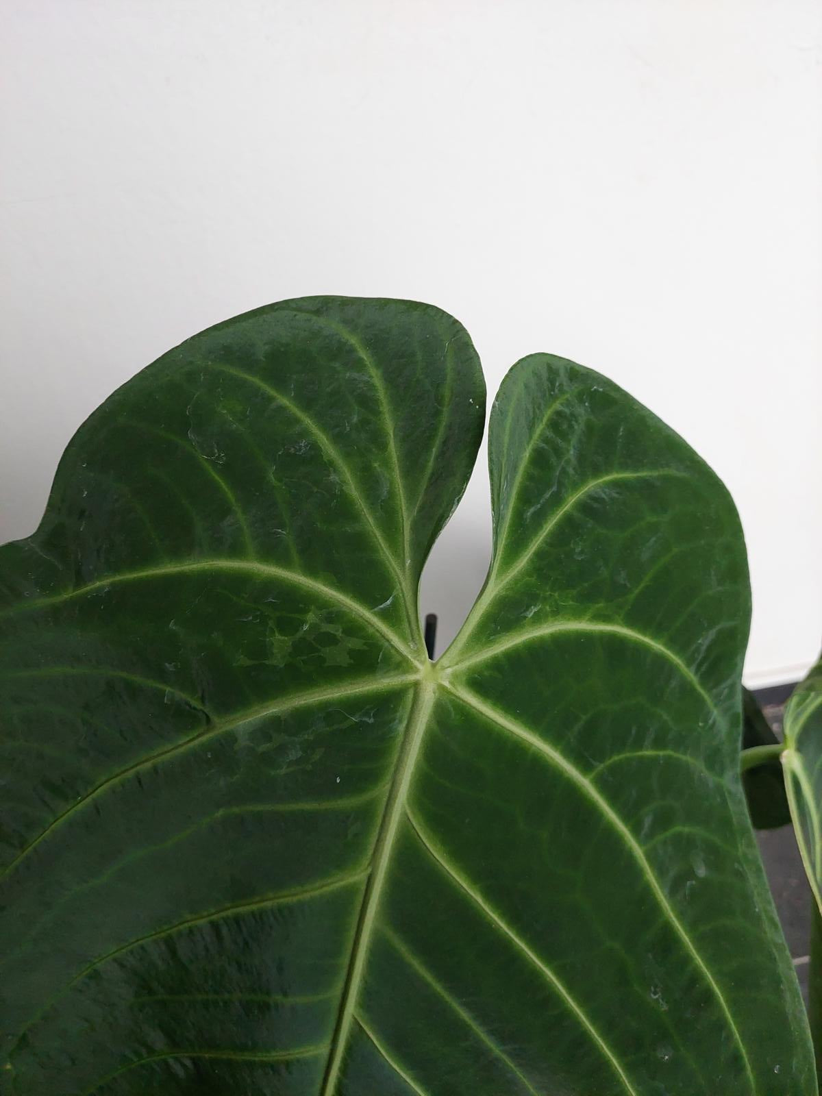 Anthurium Warocqueanum Hybrid groß