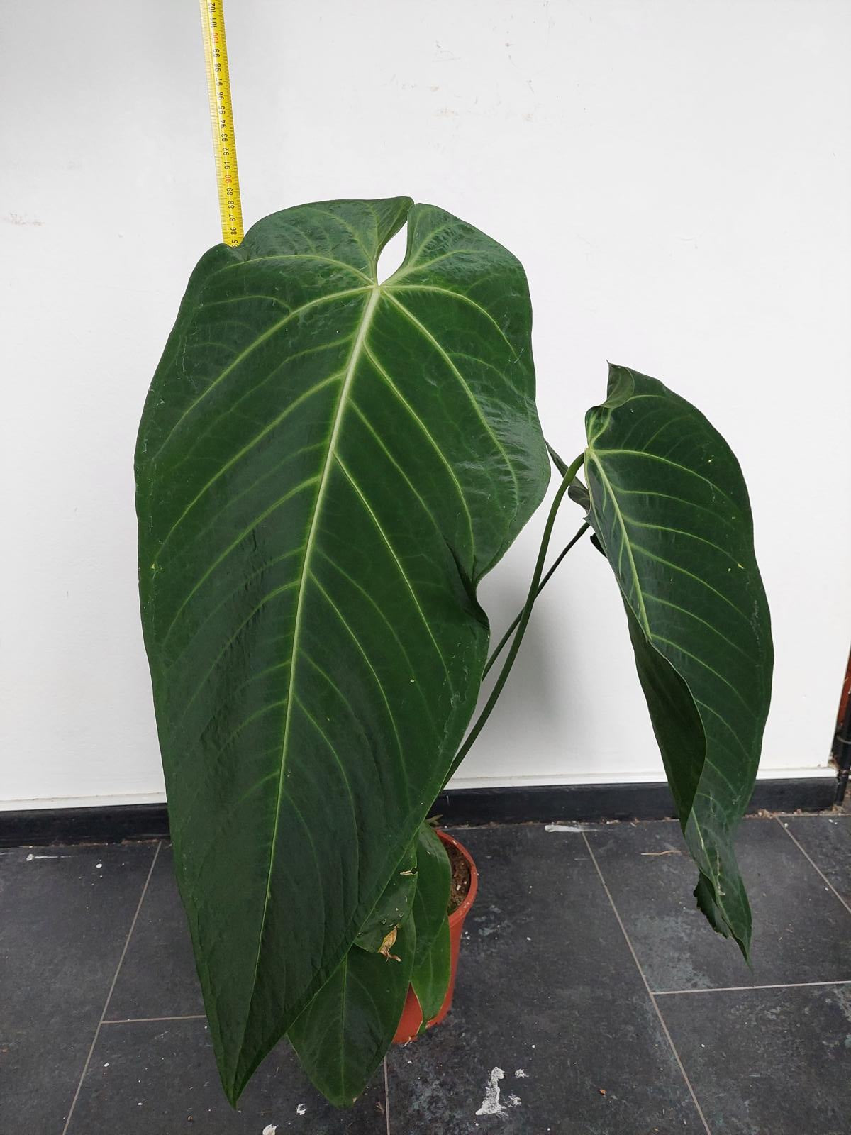 Anthurium Warocqueanum Hybrid groß