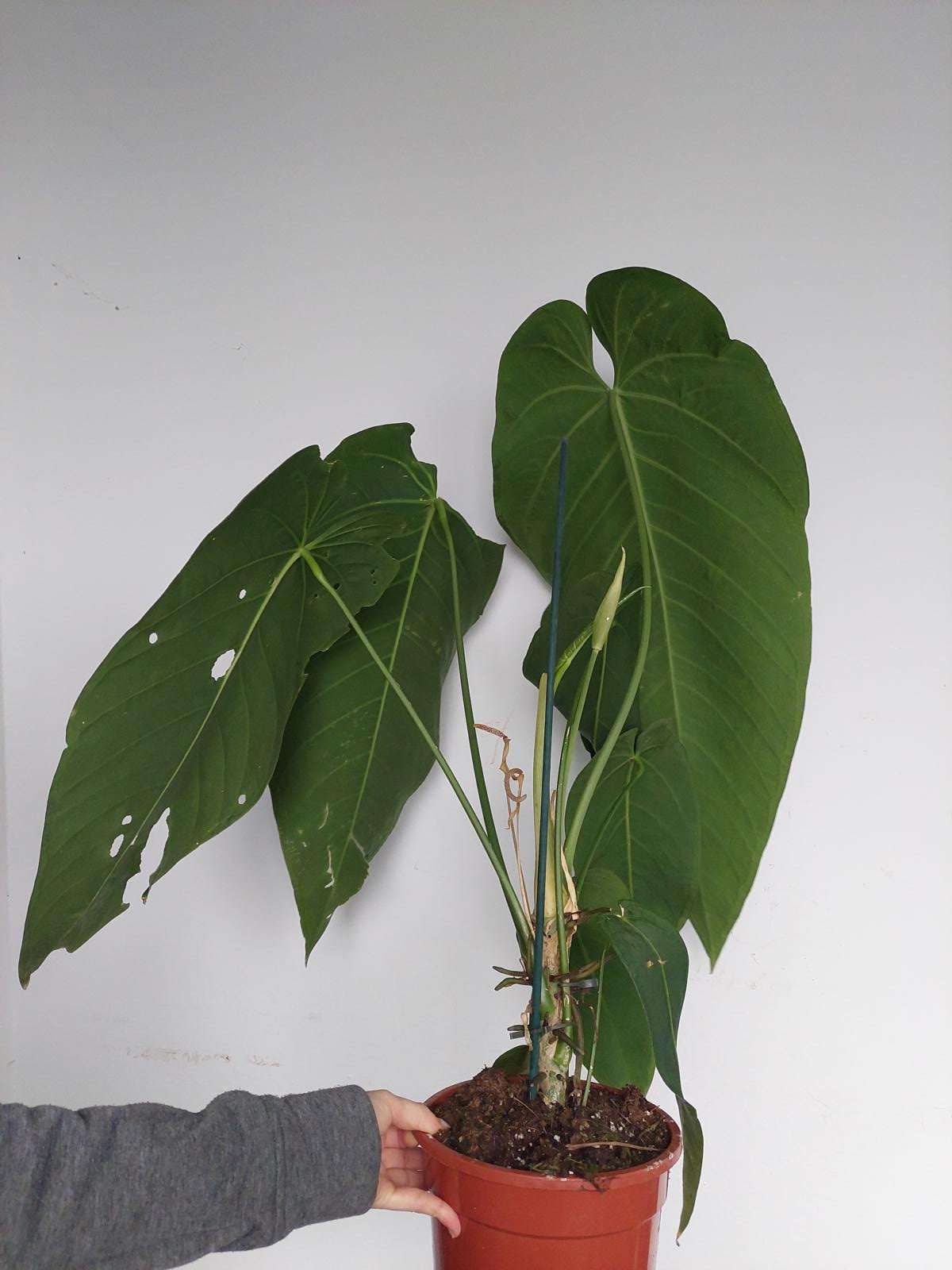 Anthurium Warocqueanum Hybrid groß