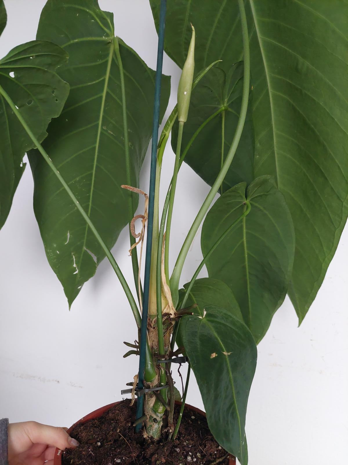 Anthurium Warocqueanum Hybrid groß