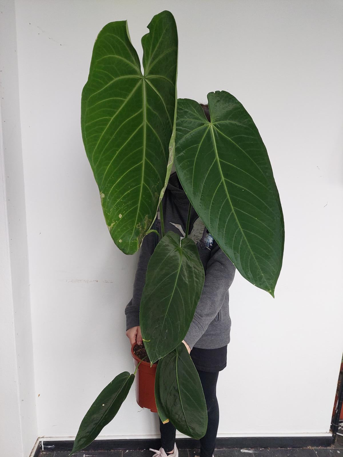 Anthurium Warocqueanum Hybrid groß