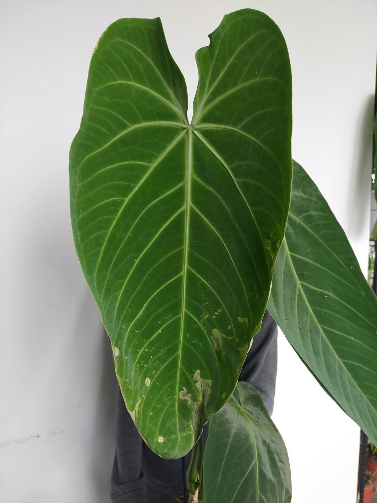 Anthurium Warocqueanum Hybrid groß