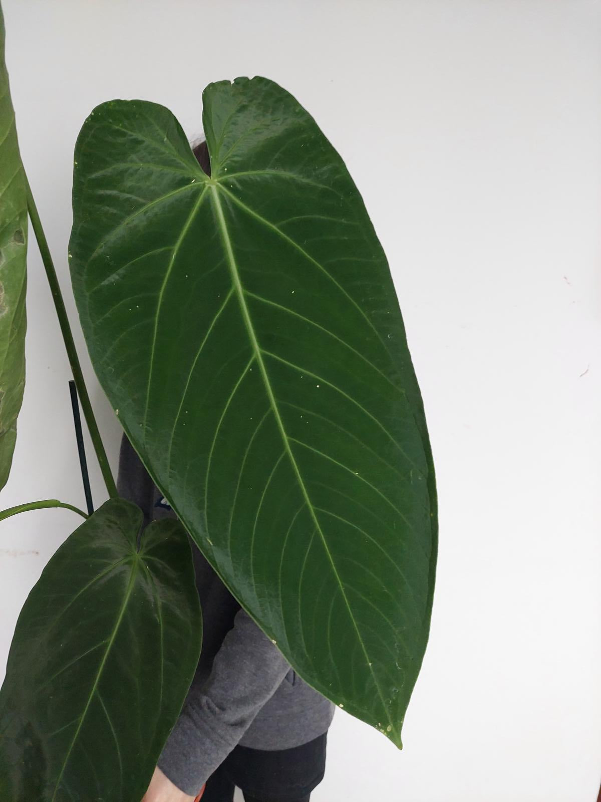 Anthurium Warocqueanum Hybrid groß