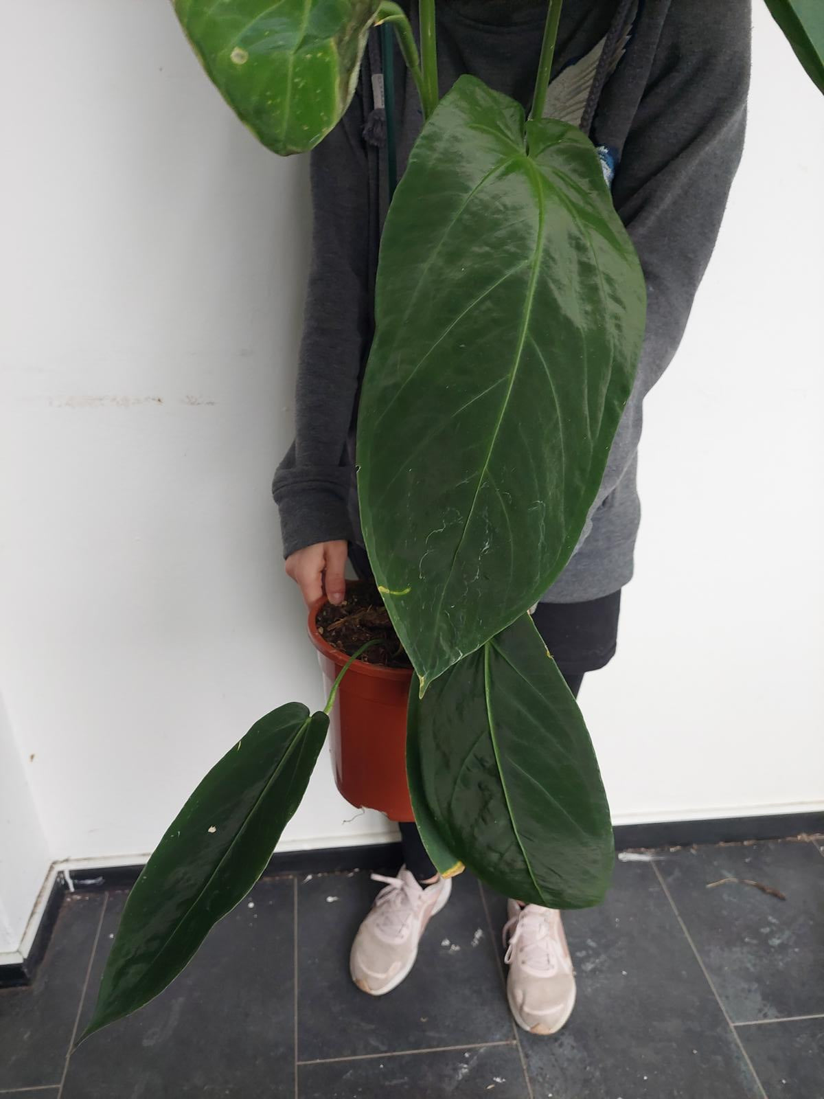 Anthurium Warocqueanum Hybrid groß