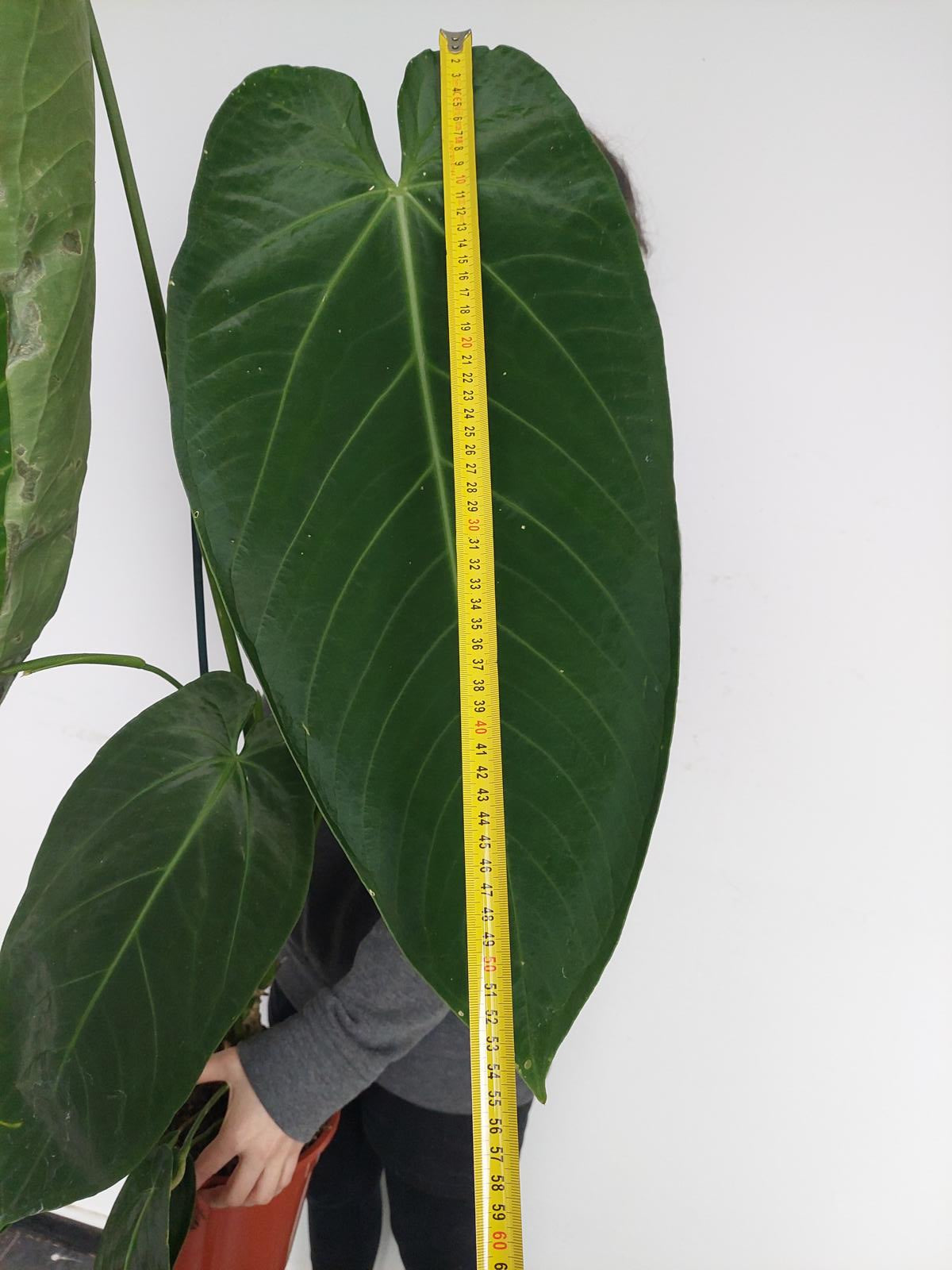 Anthurium Warocqueanum Hybrid groß