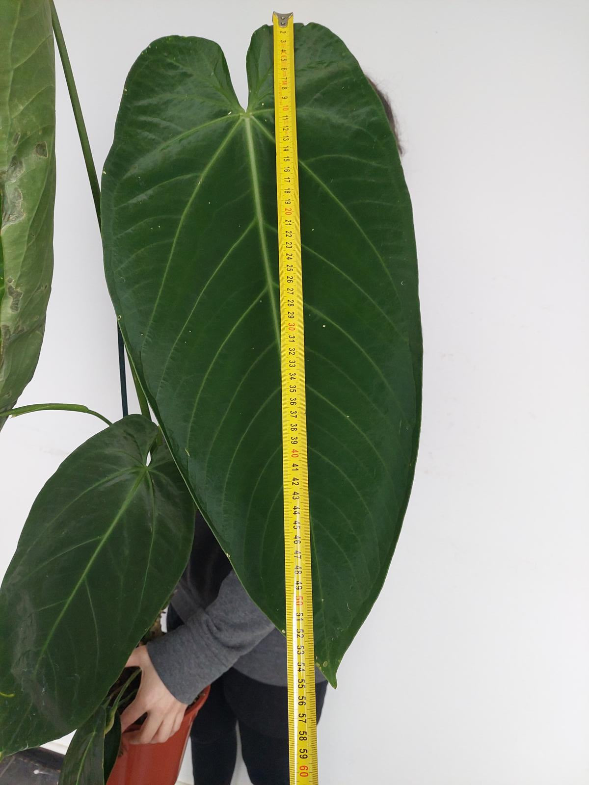 Anthurium Warocqueanum Hybrid groß