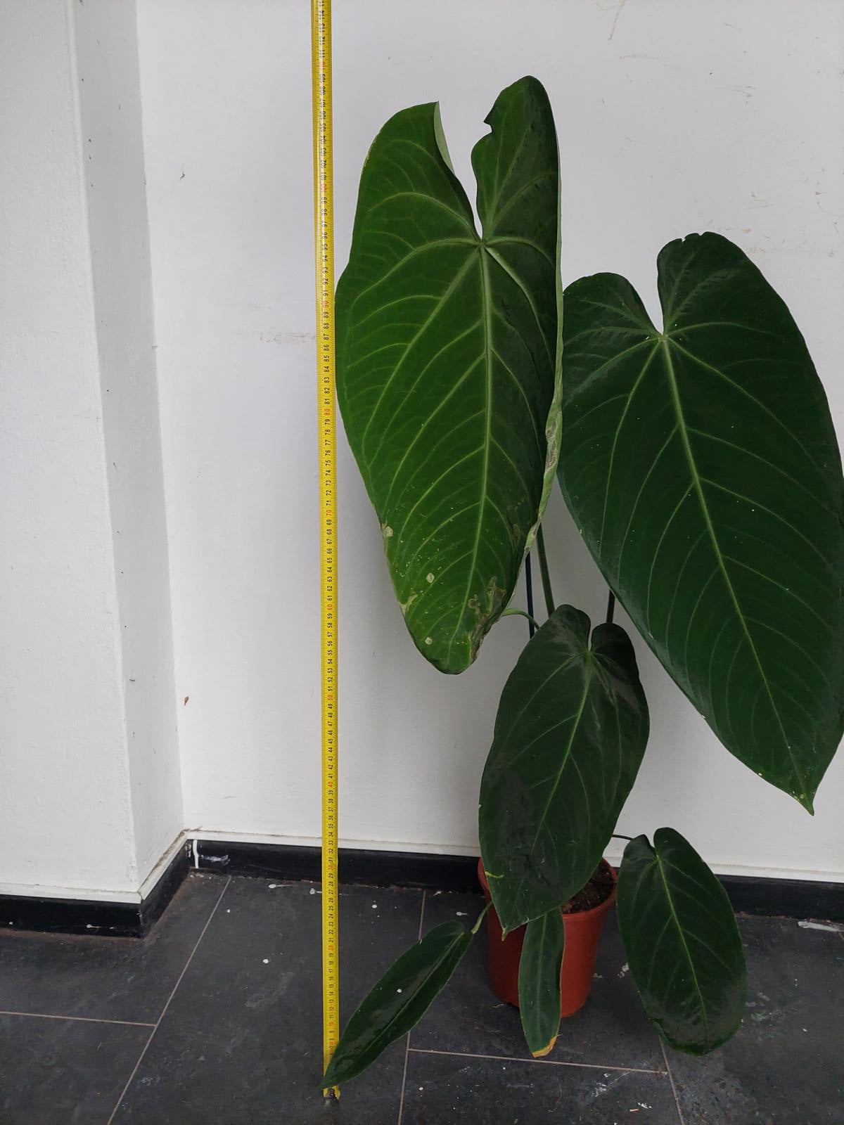 Anthurium Warocqueanum Hybrid groß