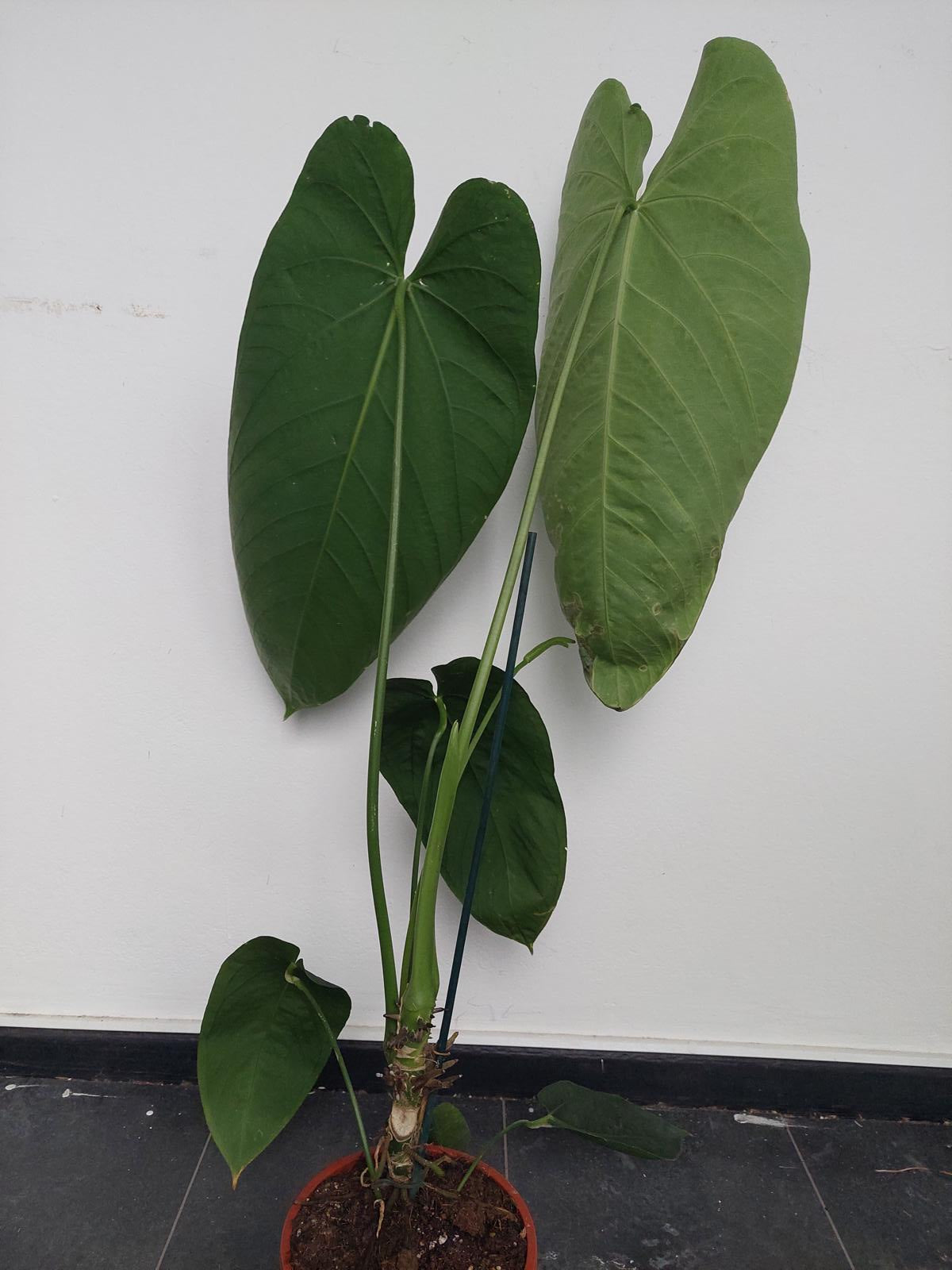 Anthurium Warocqueanum Hybrid groß