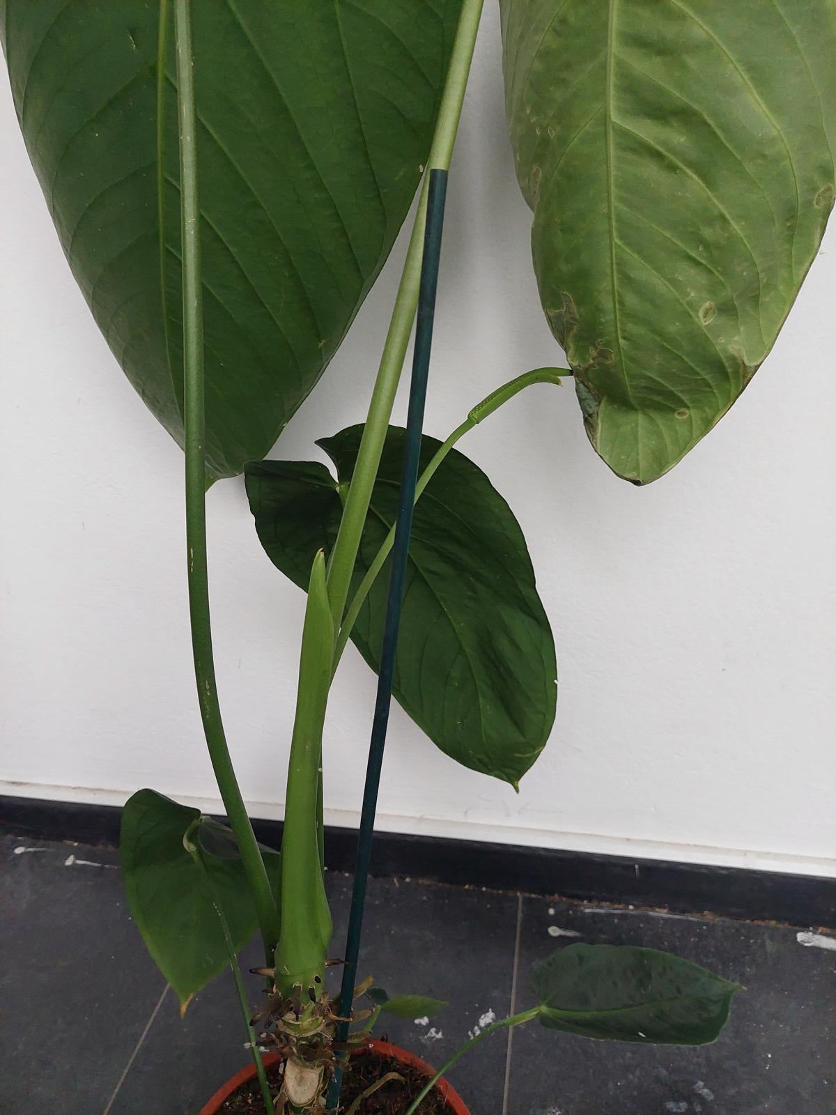 Anthurium Warocqueanum Hybrid groß