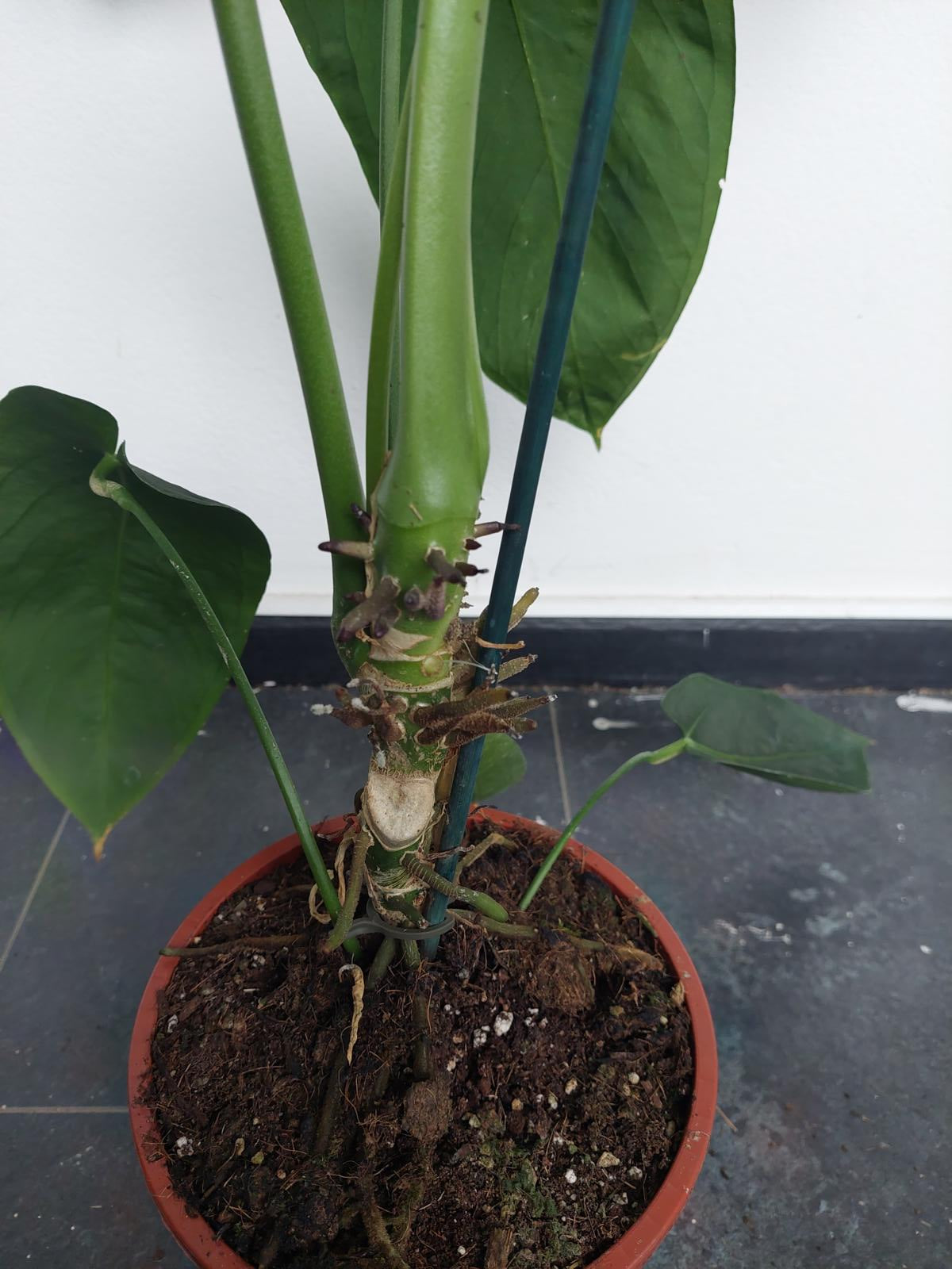 Anthurium Warocqueanum Hybrid groß