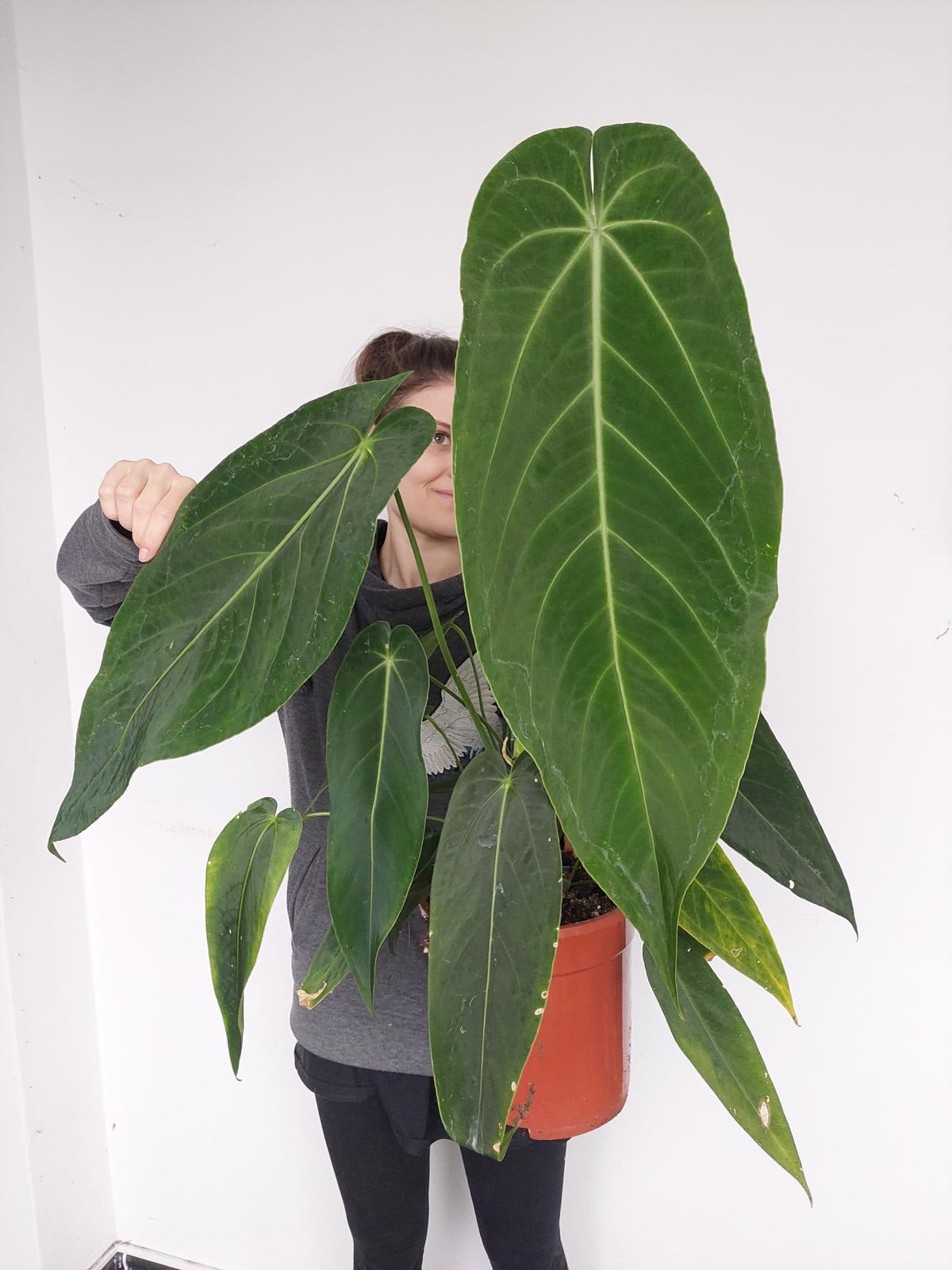 Anthurium Warocqueanum Hybrid groß