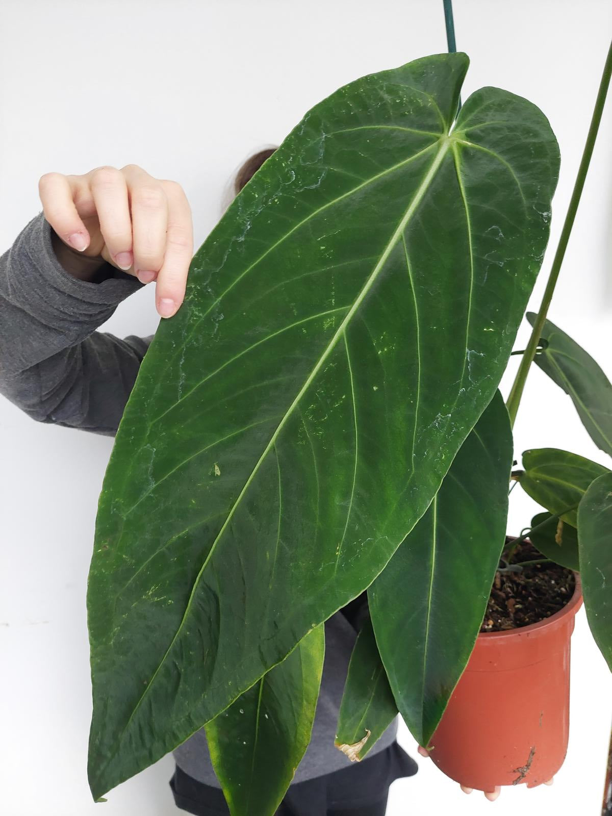 Anthurium Warocqueanum Hybrid groß