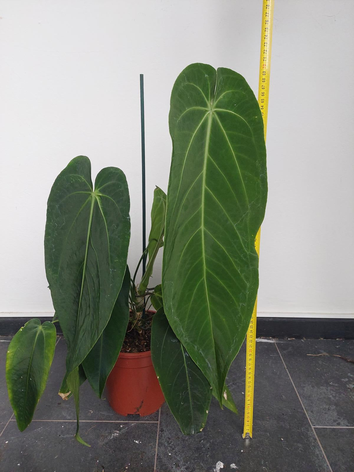 Anthurium Warocqueanum Hybrid groß