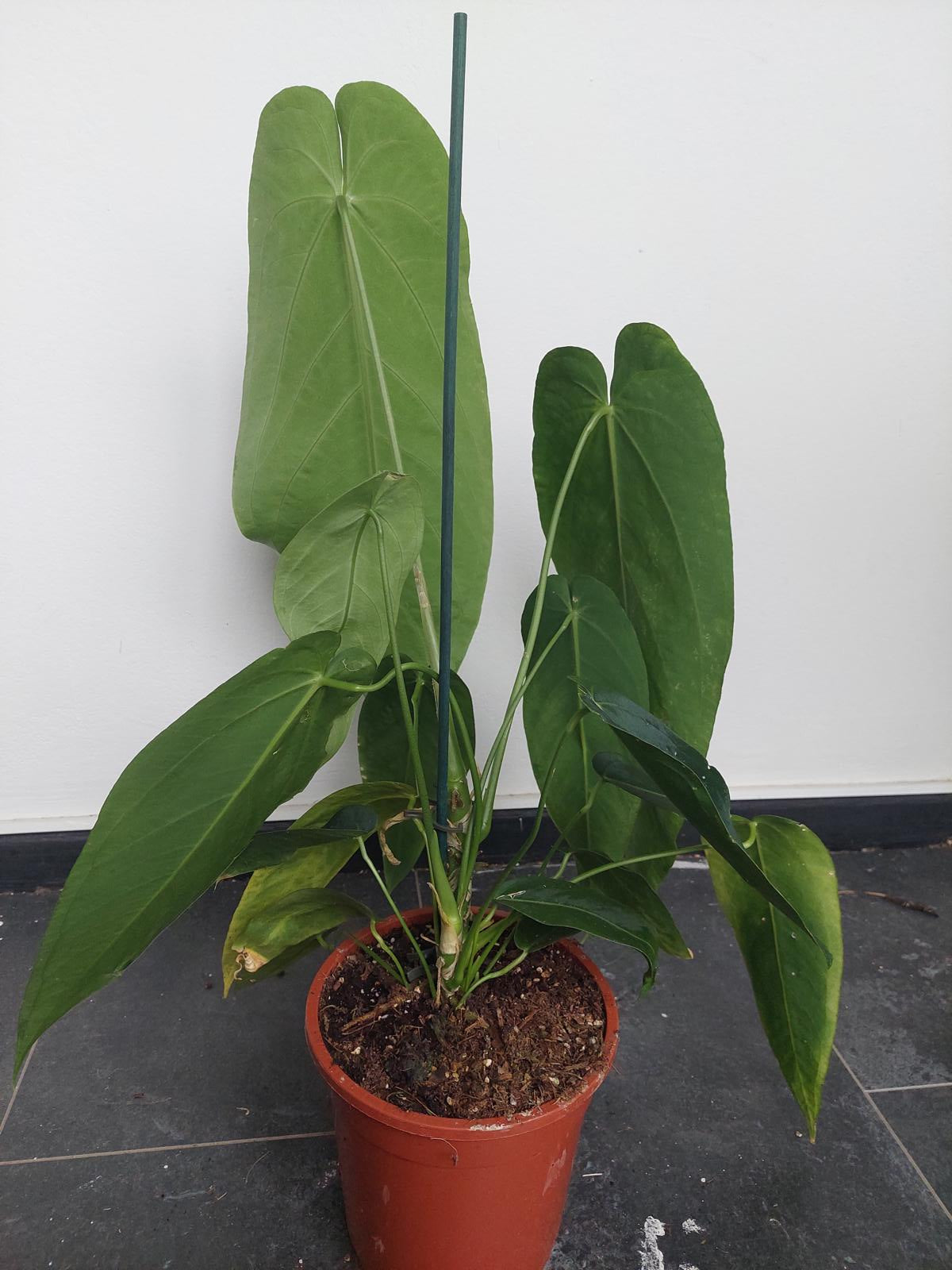 Anthurium Warocqueanum Hybrid groß