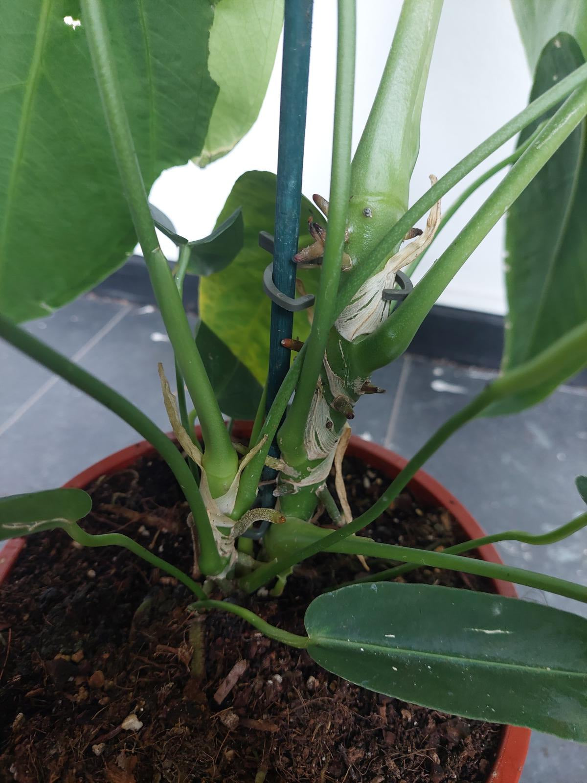 Anthurium Warocqueanum Hybrid groß