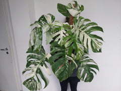 Monstera Variegata buschig