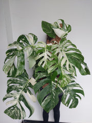 Monstera Variegata buschig