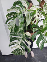 Monstera Variegata buschig