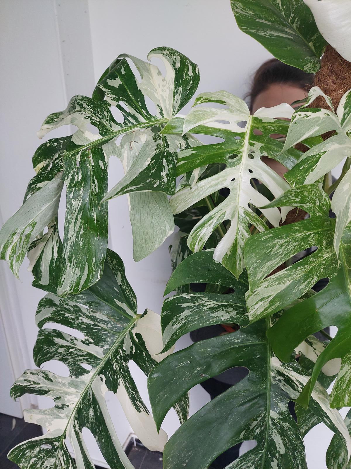 Monstera Variegata buschig