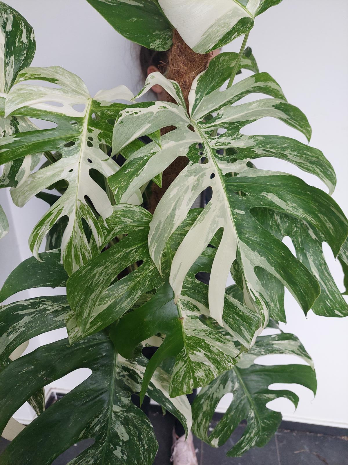 Monstera Variegata buschig