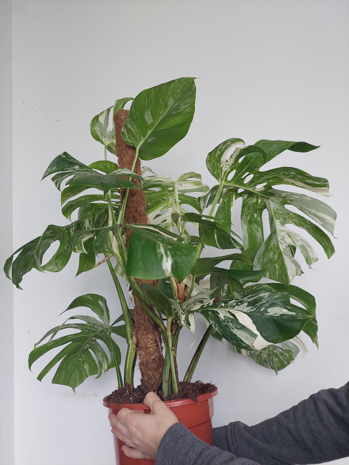 Monstera Variegata buschig