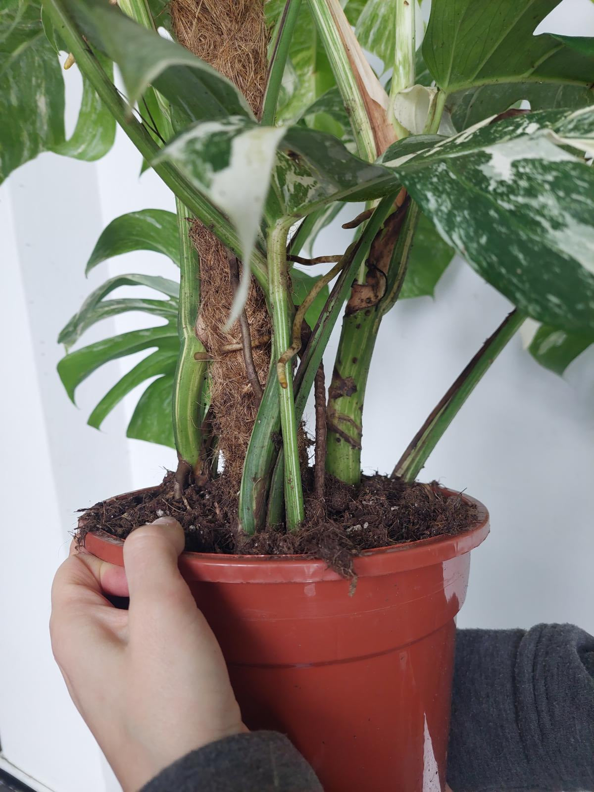 Monstera Variegata buschig